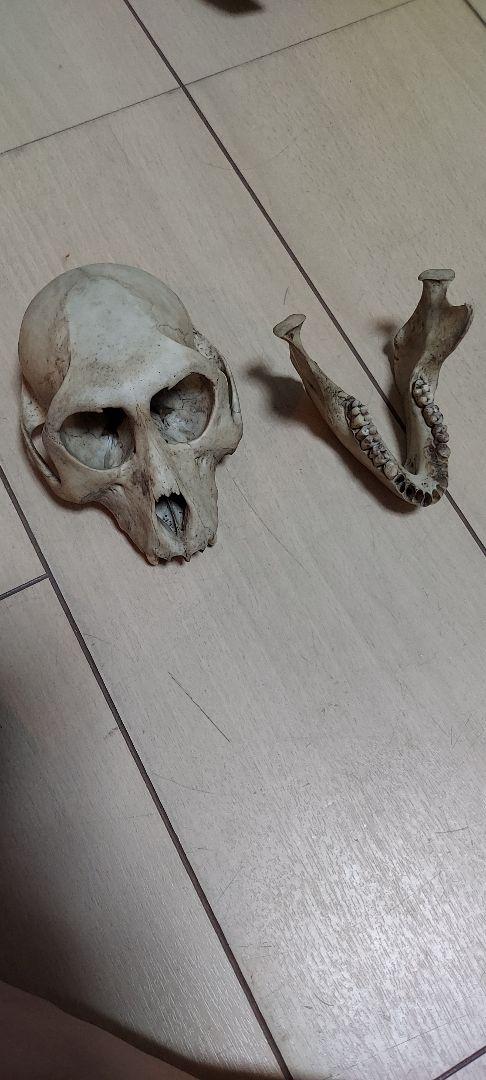 希少 】ニホンザルの頭骨（スカル） Yahoo!オークション - サルの頭骨