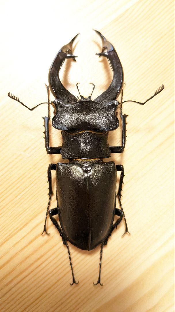 アクベシアヌスミヤマクワガタ　97mm アクベシアヌスミヤマクワガタ ペア – HAWAIIAN BEETLE