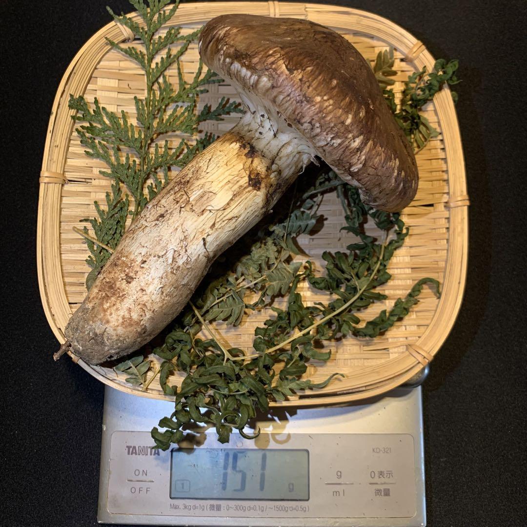 岩手県産松茸中コロ1527g 岩手県産松茸中コロ1527g