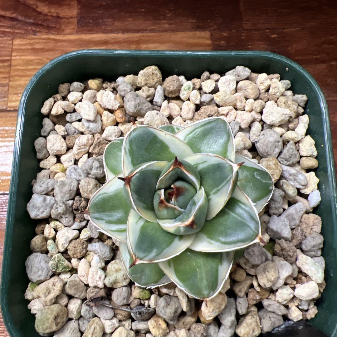 キ*グ様 アガベ　王妃笹の雪Ａ型 ピンキー　極上 速達【鉢ごと発送】アガベ 王妃笹の雪A型 ピンキー 黄覆輪斑 TC【